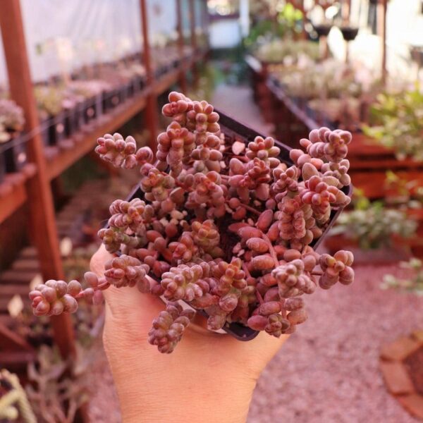 Sedum stahlii
