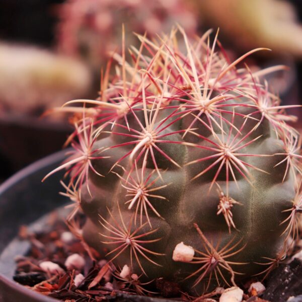 Thelocactus bicolor
