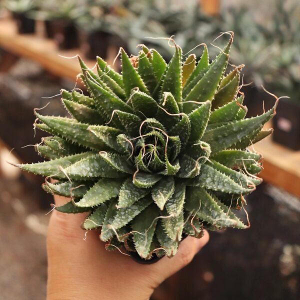Aloe aristata