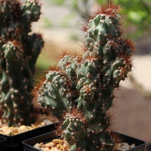 Cereus repandus 'Monstruoso'