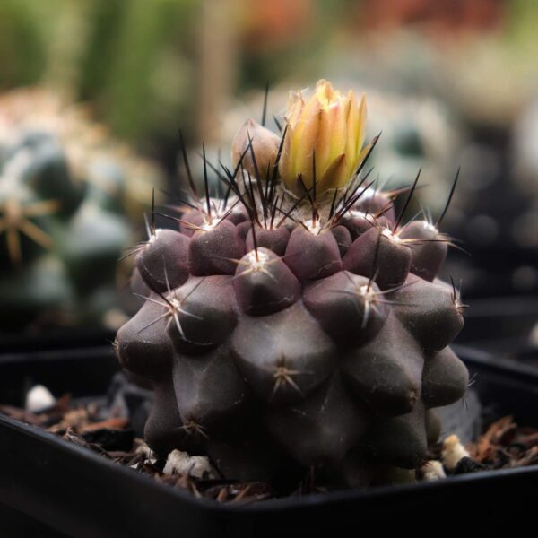 Copiapoa humilis