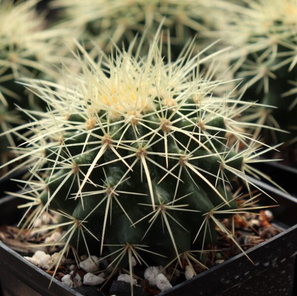 Echinocactus grusonii - Poltrona de Sogra - Image 2