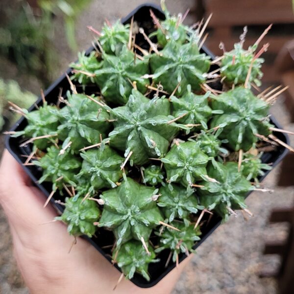 Euphorbia pulvinata nana