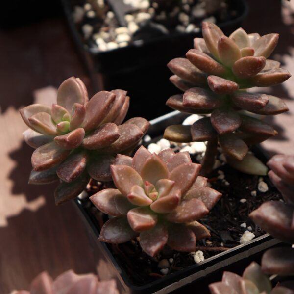Graptosedum bronze