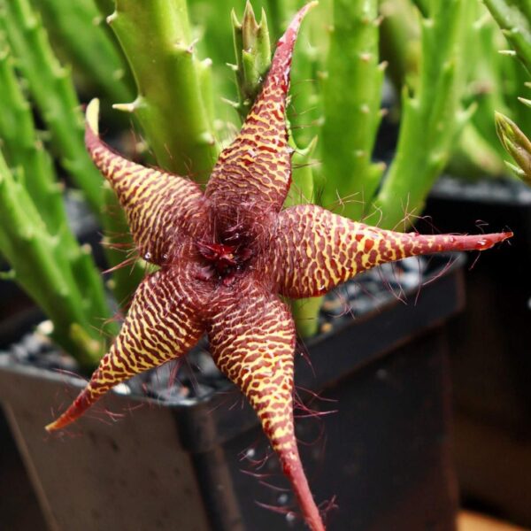 Orbea caudata x Stapelia gigantea