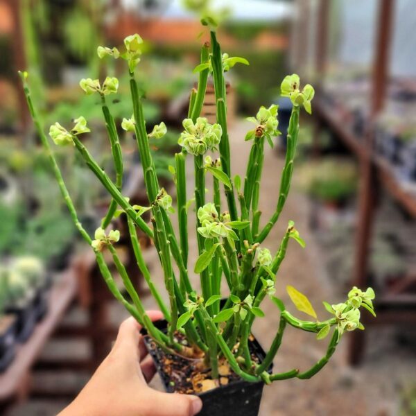 Euphorbia pteroneura - Image 2