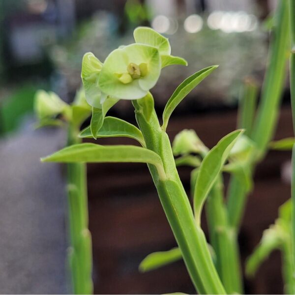 Euphorbia pteroneura