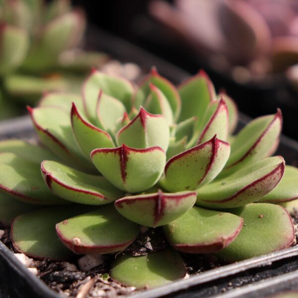 Echeveria 'Joan Daniel' - Image 2