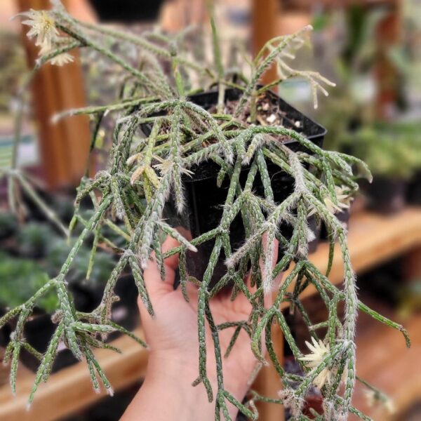 Rhipsalis pilocarpa