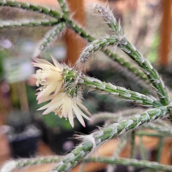 Rhipsalis pilocarpa - Image 2