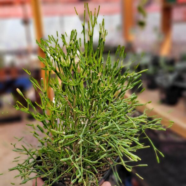 Hatiora salicornioides