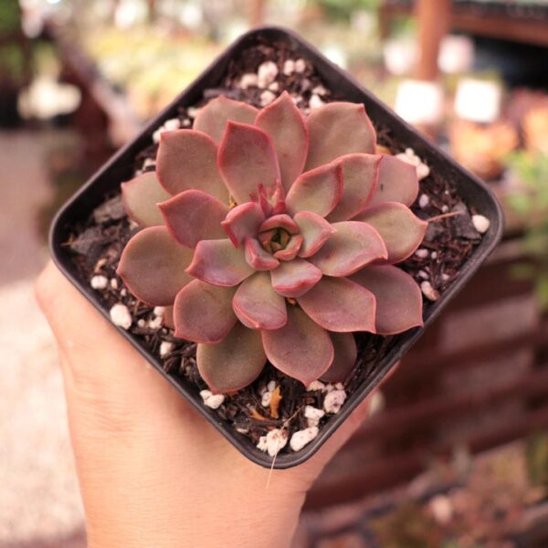 Echeveria 'Mina'