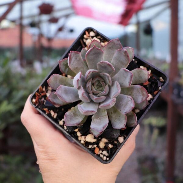 Echeveria 'Dark Ice'