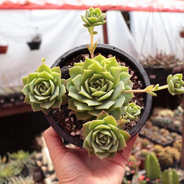 Graptoveria jadeíta