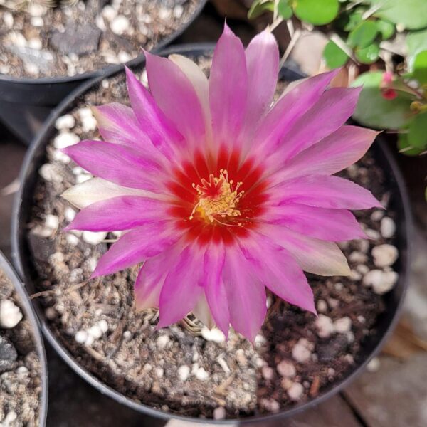 Thelocactus bicolor - Image 2