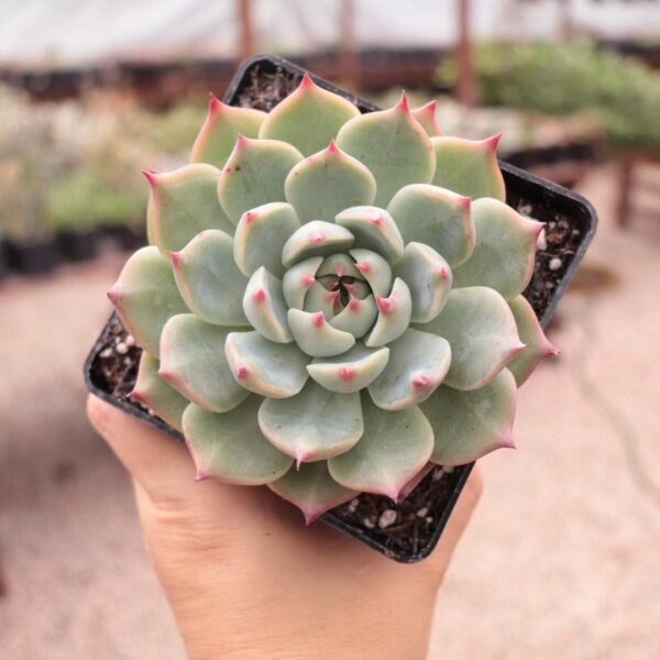 Echeveria chihuahuensis
