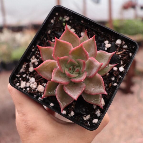 Echeveria 'Romeo x Lilacina'