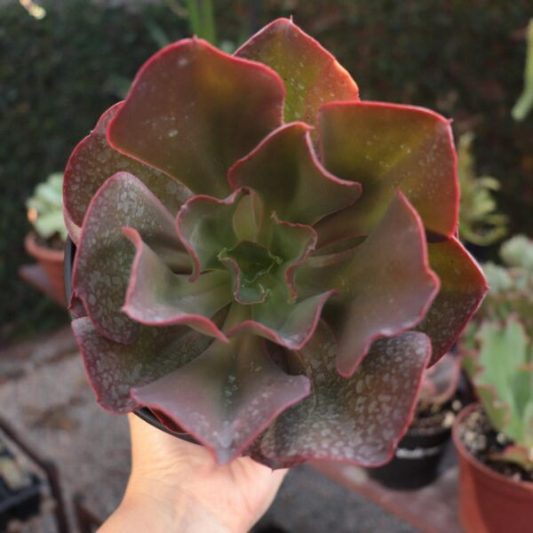 Echeveria gibbiflora híbrida (pote 15cm)