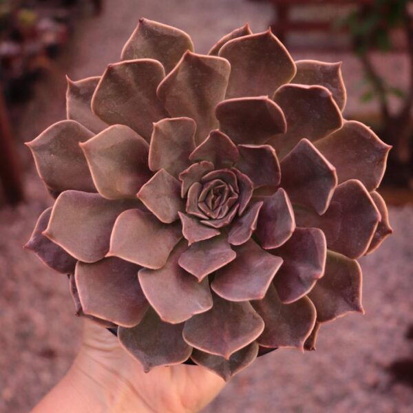 Echeveria 'Linda Jean' (cuia 13cm)