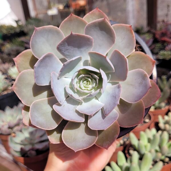 Echeveria 'Morning Light' (cuia 13cm)
