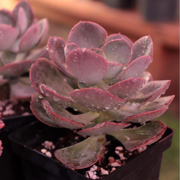 Echeveria 'Rose Wine' - Image 2