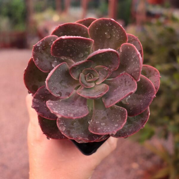 Echeveria 'Rose Wine'
