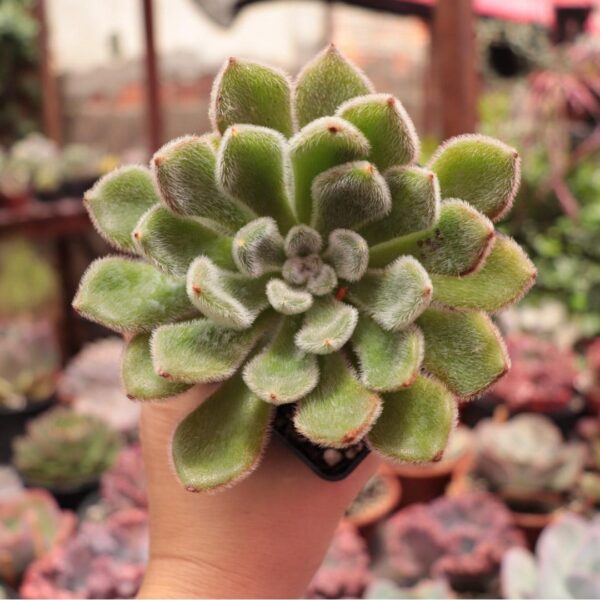 Echeveria bombycina