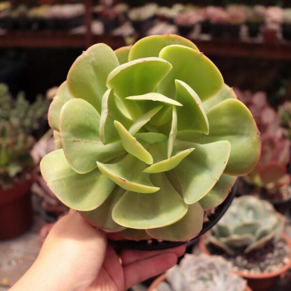 Echeveria 'Mandala Citrus' - Momoca (pote 15)
