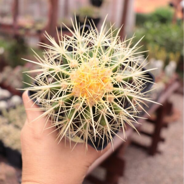 Echinocactus grusonii - Poltrona de Sogra