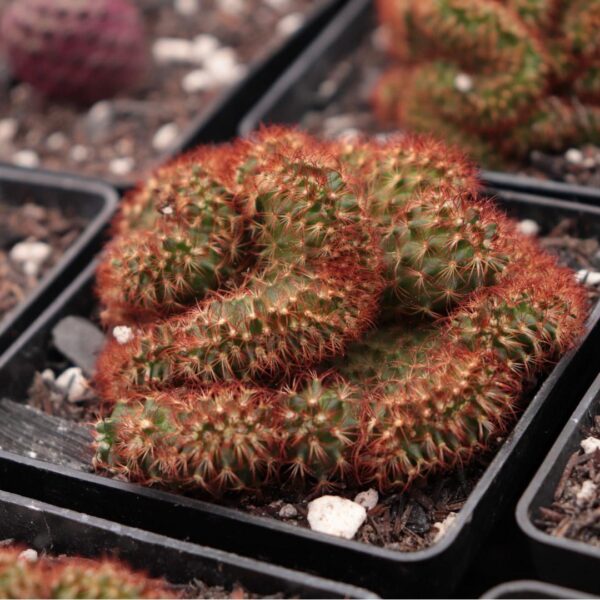 Mammillaria elongata 'Rubra' cristata - 'Cacto cérebro vermelho' - Image 2