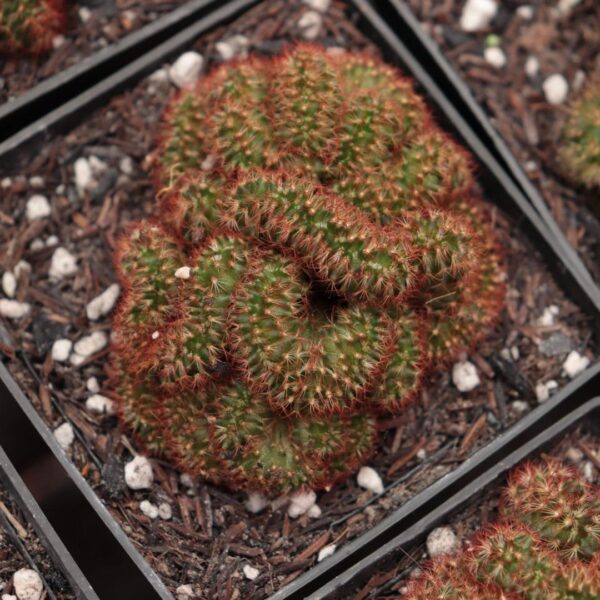 Mammillaria elongata 'Rubra' cristata - 'Cacto cérebro vermelho'