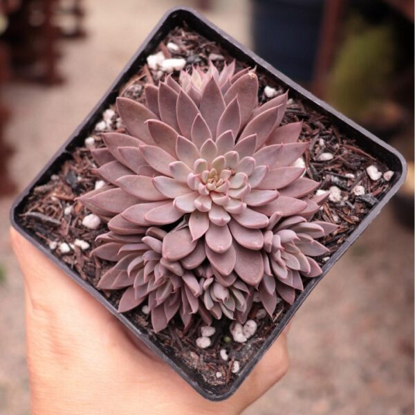 Graptoveria 'Rusby'