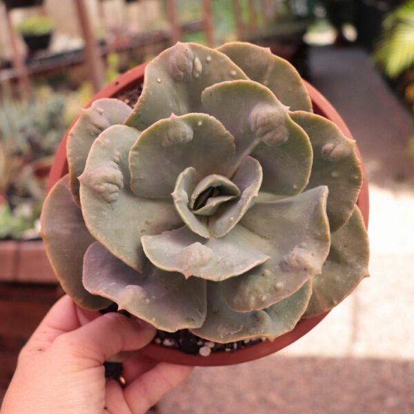 Echeveria 'Rosa de Jade' (cuia 18)