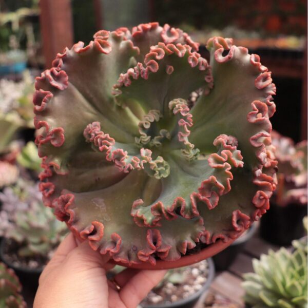 Echeveria gibbiflora 'Gorgon's Grotto' (cuia 18)