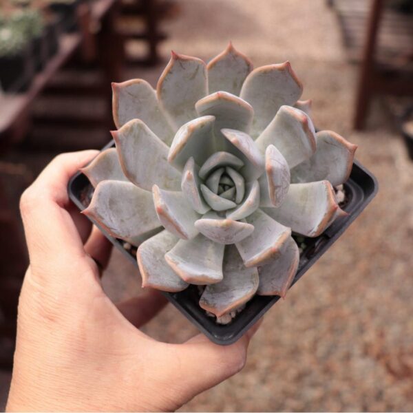 Echeveria 'Ice Cloud'