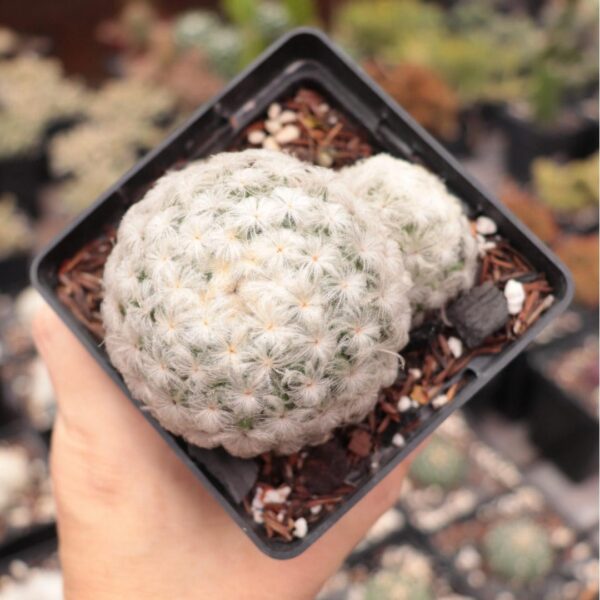 Mammillaria plumosa