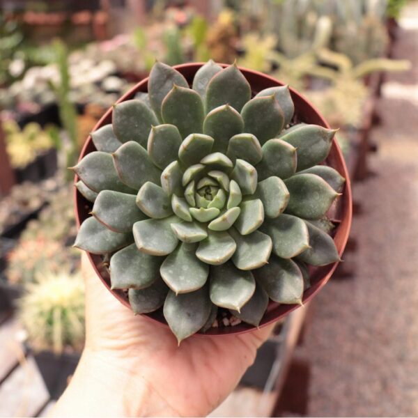 Echeveria purpusorum 'Shamrock'