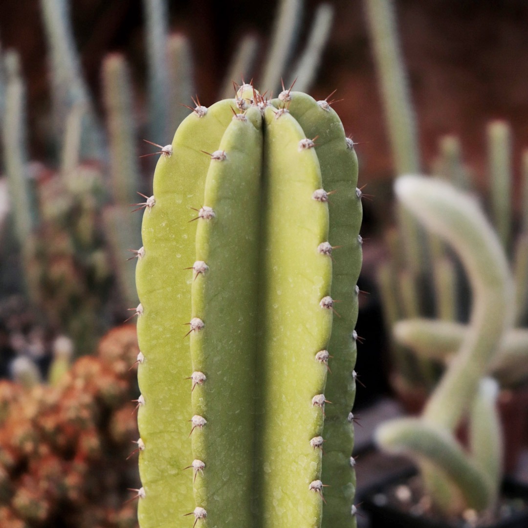 Cereus jamacaru (Cacto Mandacaru) – Plantaeplanta