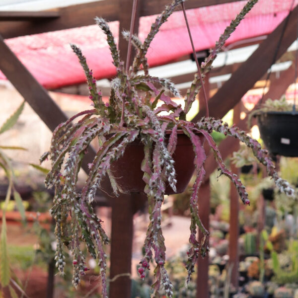 Lepismium cruciforme spiralis - Rabo de Porco (cuia 18cm)