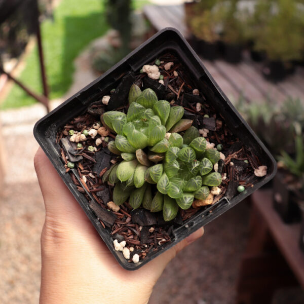 Haworthia cooperi var. dielsiana