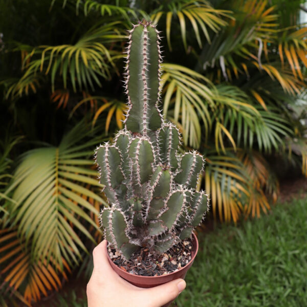 Euphorbia polyacantha