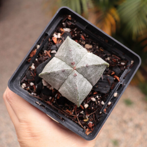 Astrophytum myriostigma 'Quadricostatum'