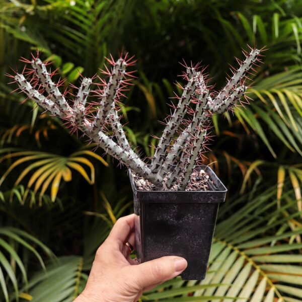 Euphorbia aeruginosa