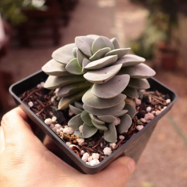 Crassula 'Morgan's Beauty' - Image 2