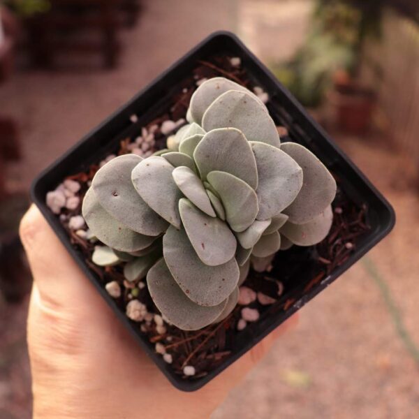 Crassula 'Morgan's Beauty'