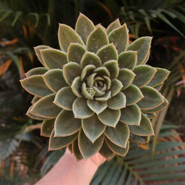 Echeveria agavoides 'Gilva' (pote 15)