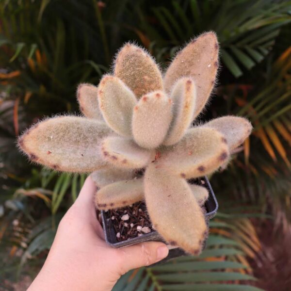 Kalanchoe tomentosa 'Super Fuzzy' - Image 2