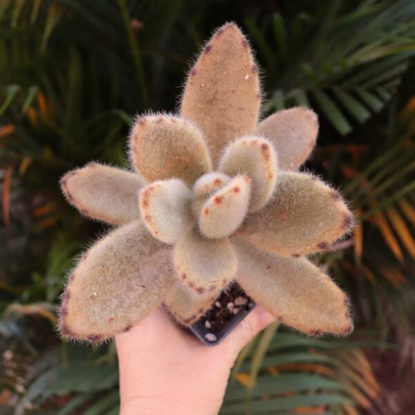 Kalanchoe tomentosa 'Super Fuzzy'