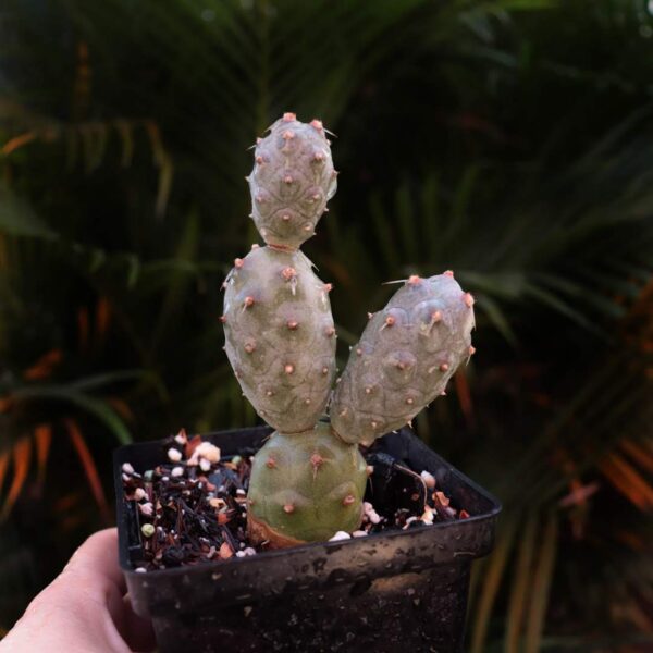 Tephrocactus articulatus