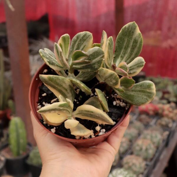 Crassula ovata variegata (Jade variegata)